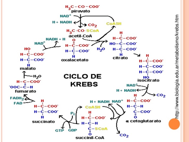 Ciclo del ácido cítrico