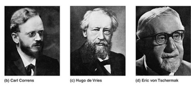 Carles Correns, Hugo de Vries y Erich Von Tschermak