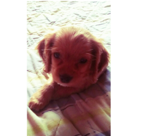 La llegada de mi mascota