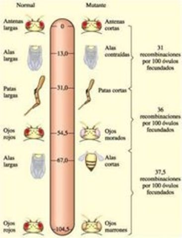 PRIMEROS ESTUDIOS DE LOS GENES