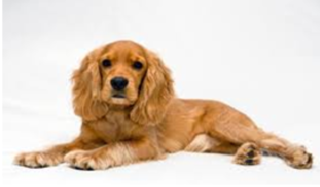 LA ENTREGA DE MI MASCOTA