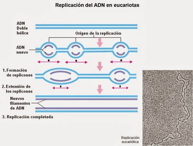 REPLICACIÓN DEL ADN