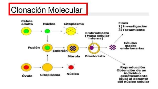 CLONACIÓN MOLECULAR