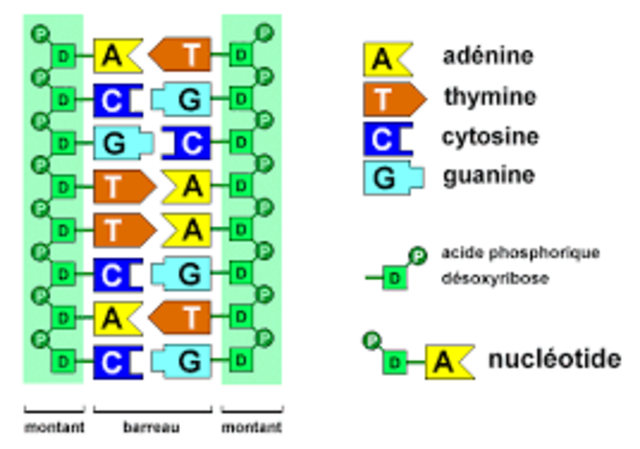 COMPOSICIÓN DEL ADN HUMANO