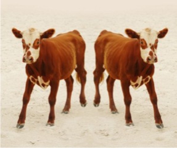 CLONACIÓN DE ANIMALES