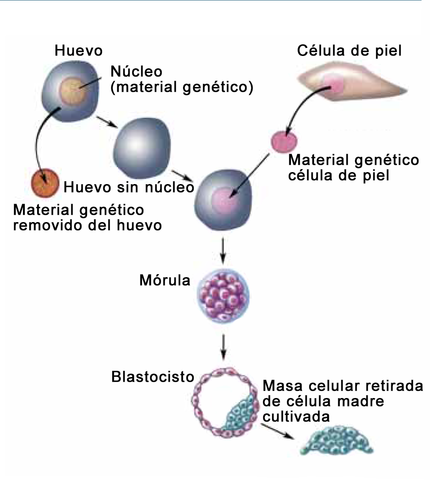DESCUBRIMIENTO DE CÉLULAS-TRONCO EMBRIONARIAS HUMANAS
