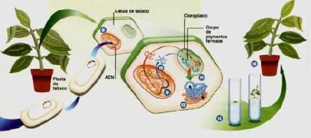 PRIMER GENOMA EN PLANTAS