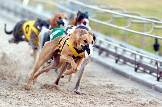 Dog Racing