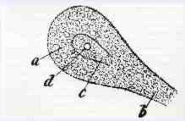 Neurons have things too