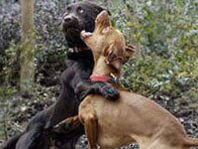 Dog Fighting
