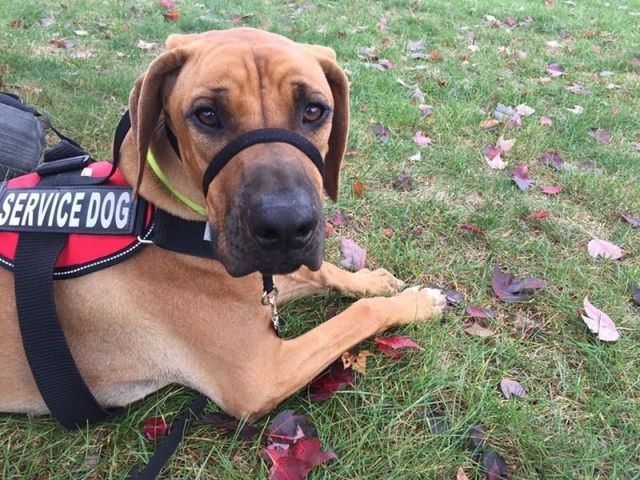 Service Dog Training