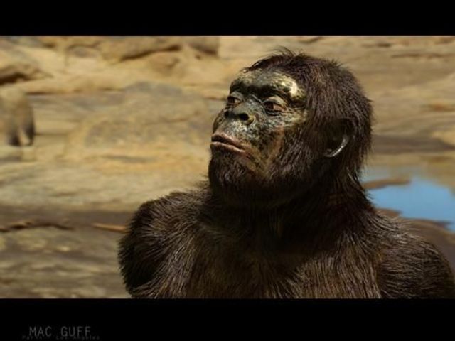 Australopithecus Anamensis
