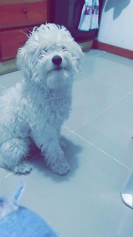 Llegada de mi mascota