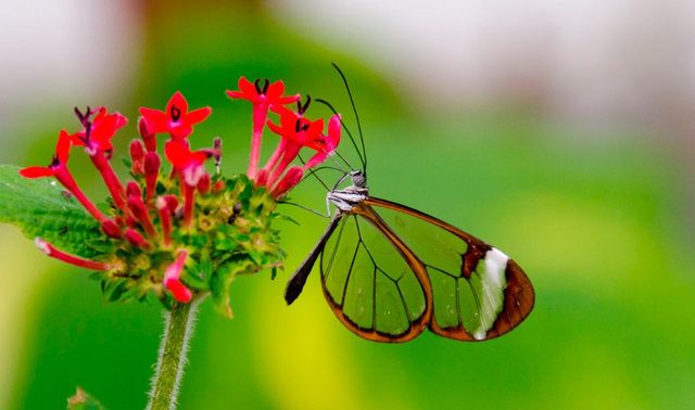 MARIPOSAS DE CRISTAL