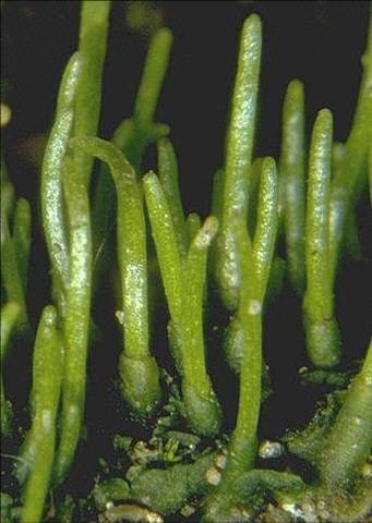 Primeras plantas terrestres (embriófitas)