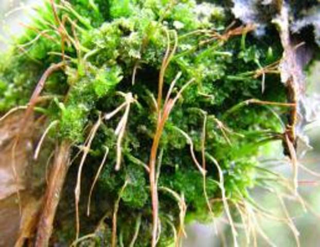 Las briófitas siguieron la primera ruta