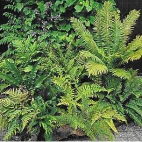 plantas vasculares (traqueófitas),