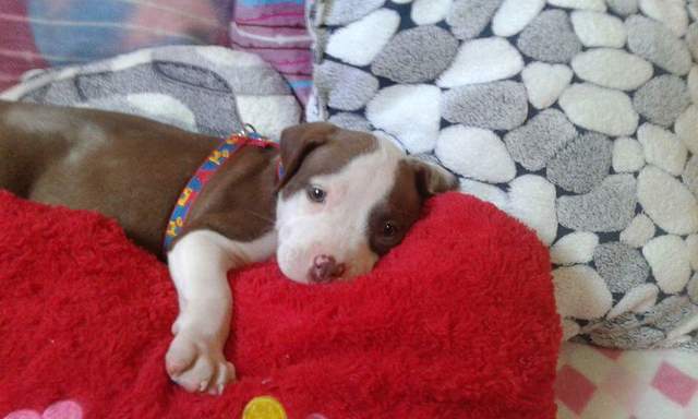 En ese año me compraron a Tobby, un Pitbull al que hice mi mascota.