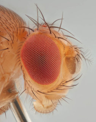 "Reproductive Isolation as a Consequence of Adaptive Divergence in Drosophila pseudoobscura" Published.
