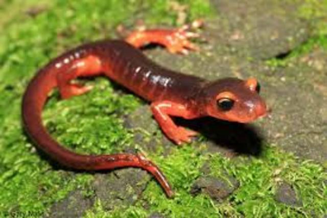 Ensatina described as a ring species