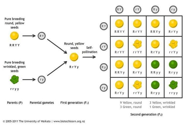 Gregor Mendel publishes works on inheritance of traits in pea pants
