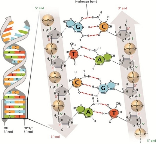 Watson and Crick propose the double helix model of DNA structure
