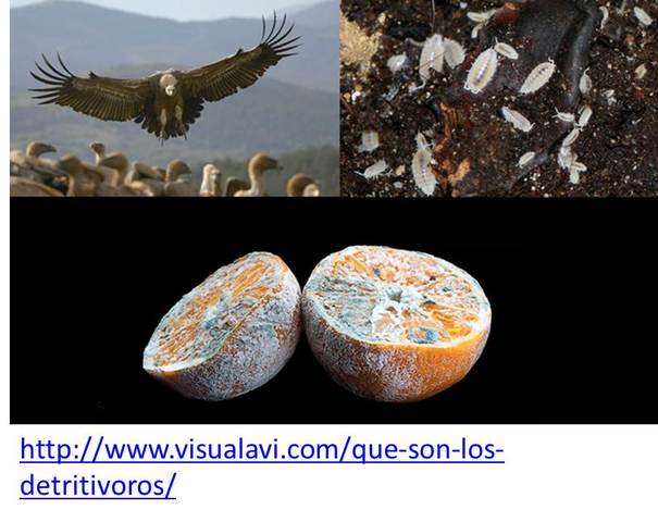 LOS DETRITOS Y DESCOMPONEDORES