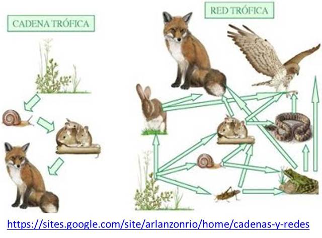 CADENA Y RED TRÓFICA