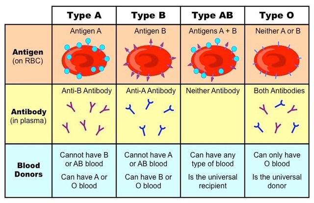 Blood Groups