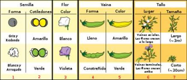Investigación hibridacion en guisantes