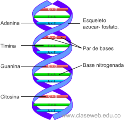 Estructura ADN