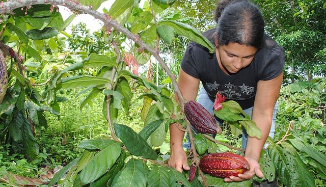 programa de apoyos a pequeños productores