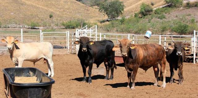 programa fomento ganadero