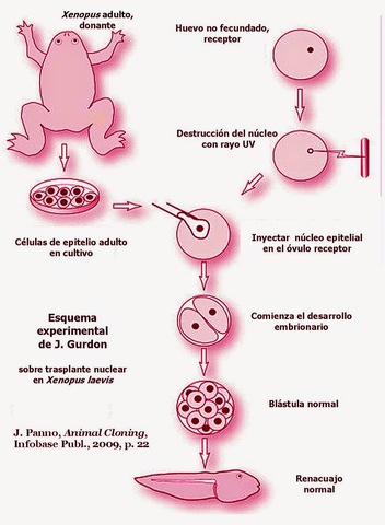 EXPERIMENTO DE CLONACIÓN