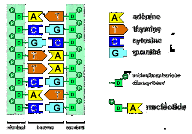 SECUENCIACIÓN DEL ADN