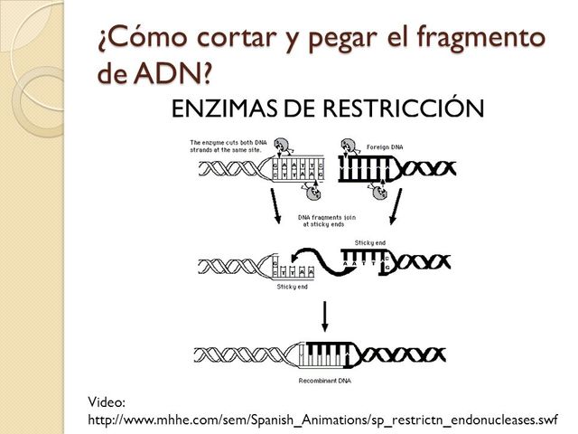 ENZIMAS DE RESTRICCIÓN