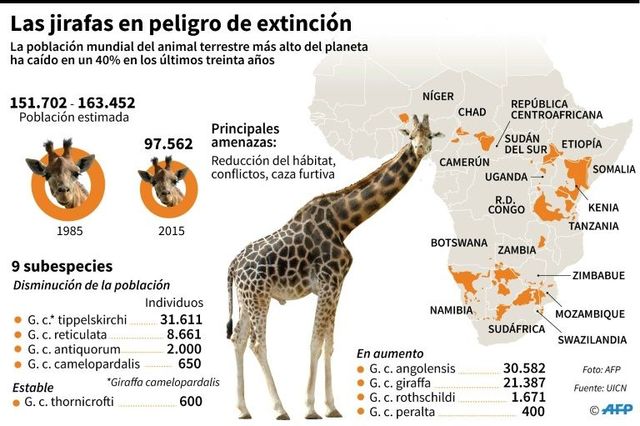 Jirafas en vía de extinción