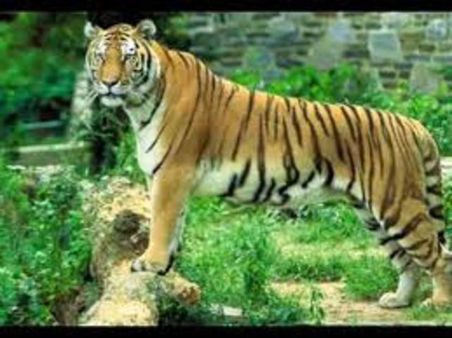 animales vertebrados