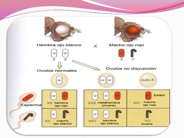 Experimento de Morgan