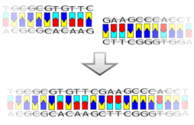 Se producen las primeras moléculas de ADN recombinante