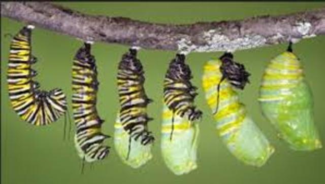 2º LARVA-ORUGA