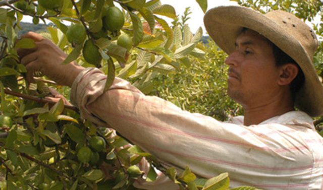 ATENCIÓN A JORNALEROS AGRICOLAS.