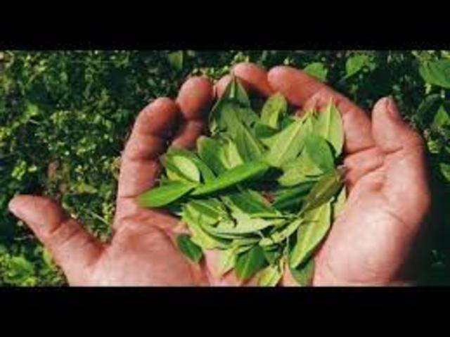 Uso de la hoja de coca