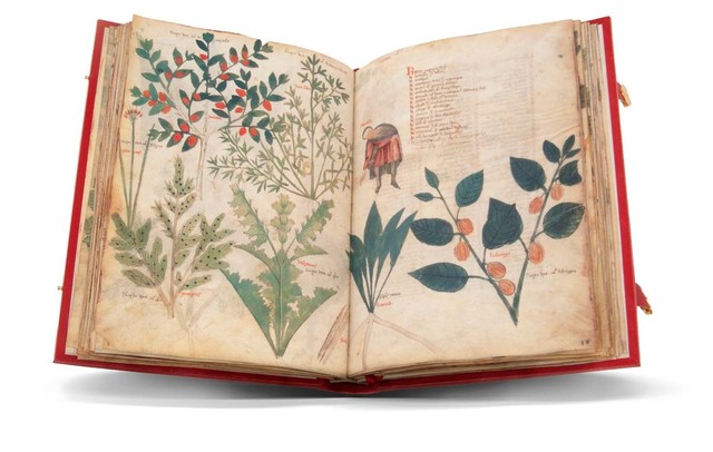 Manuscrito que describe más de novecientas dro gas por Dioscórides.