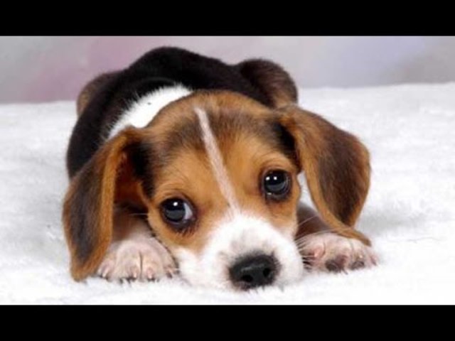 il nuovo cane di gino