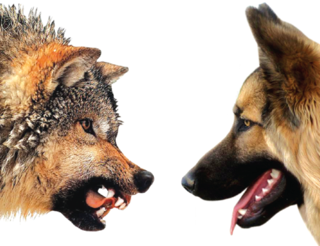 Los Perros, 40.000 AC