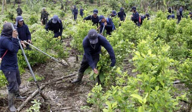 Programa de Naciones Unidas para la Fiscalización Internacional de las Drogas