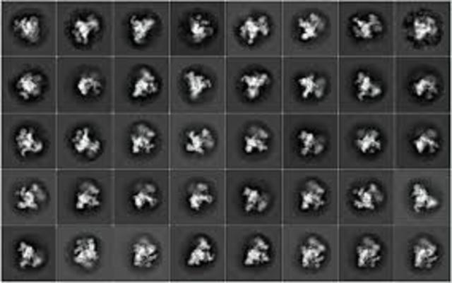 Spliceosomes were discovered and described