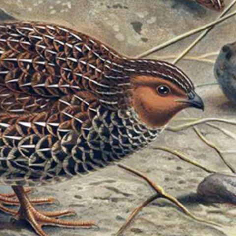 Codorniz de nueva Zelanda