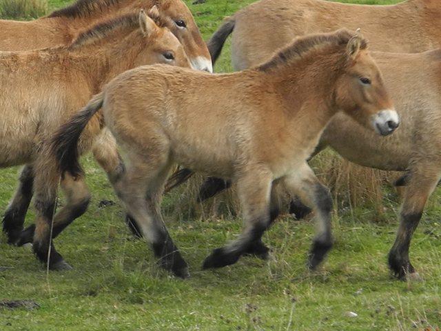 Tarpan o caballo salvaje